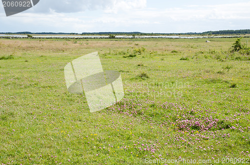 Image of Pasture land