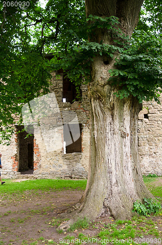 Image of Old tree trunk