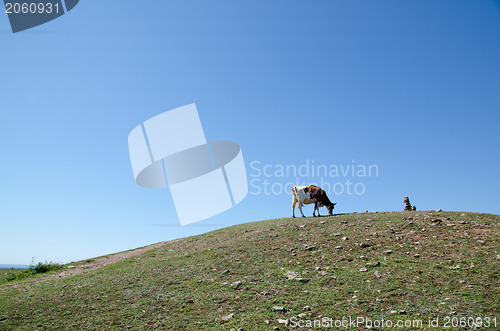 Image of Cow on hill