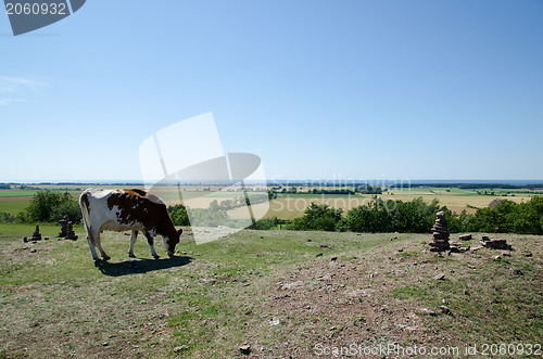 Image of Grazing cattle