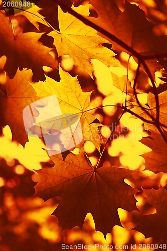 Image of Branch of autumn maple tree