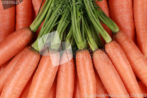 Image of Fresh carrots