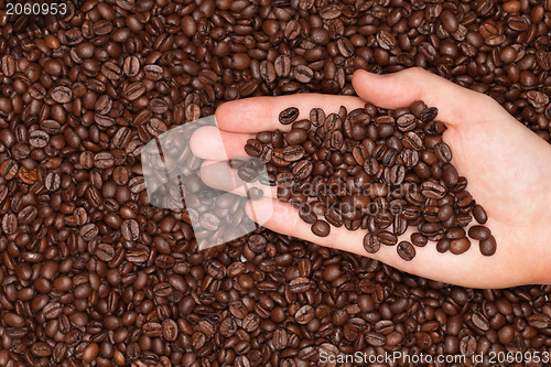 Image of Roasted coffee beans on a hand