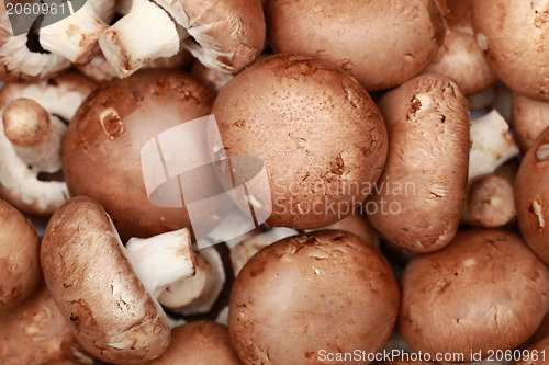 Image of Brown mushrooms