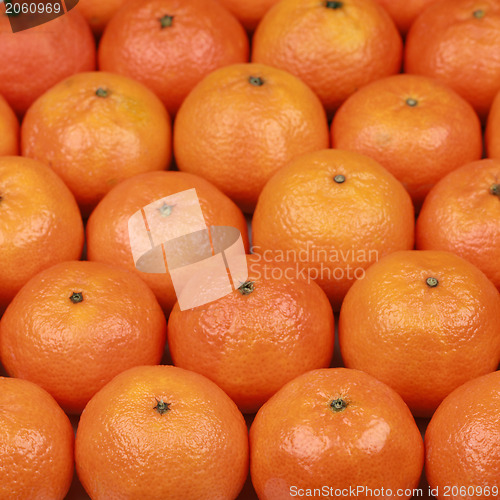 Image of Freshly harvested tangerines