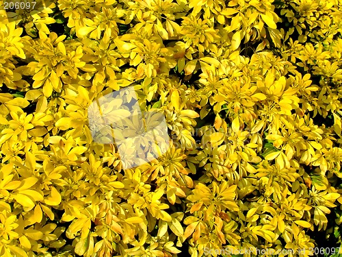 Image of Yellow field