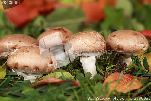 Image of Brown mushrooms in a forest
