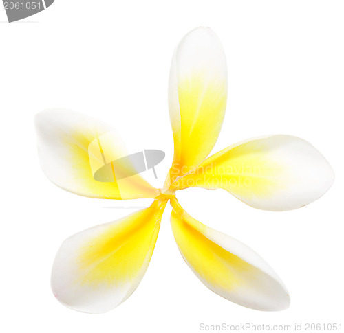 Image of plumeria