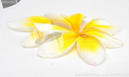 Image of plumeria