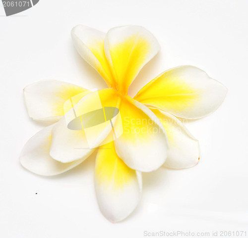 Image of plumeria