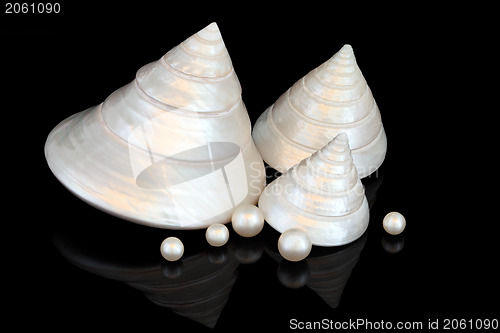 Image of Mother of Pearl Beauty