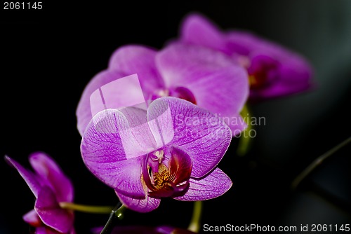 Image of Flower orchid