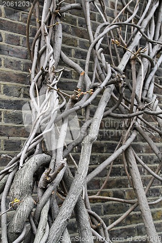 Image of Wall clambering tree