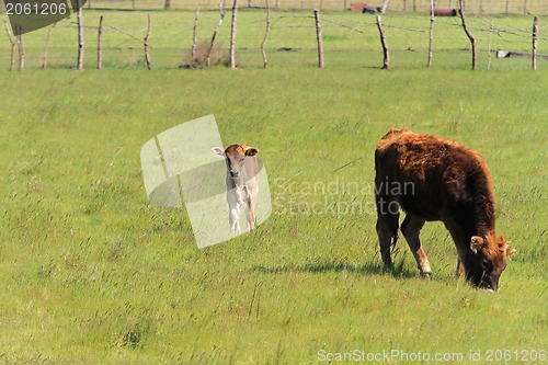 Image of Baby calf