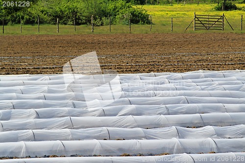 Image of Plastic greenhouse