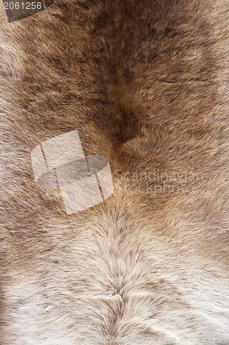 Image of Fur