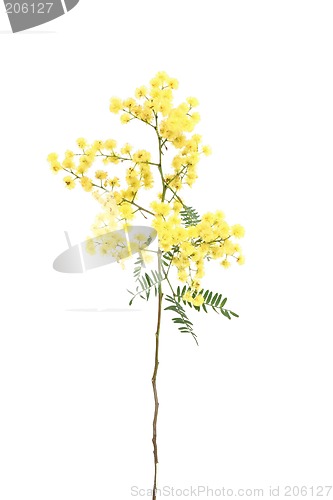 Image of Wattle