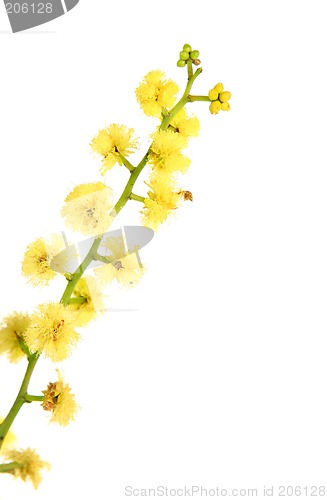 Image of Wattle - globular inflorescence closeup