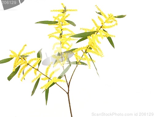 Image of Sydney Golden Wattle