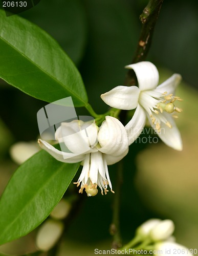 Image of Orange Blossoms