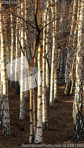 Image of Birch woods