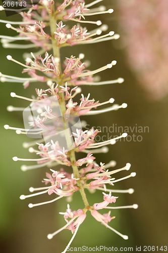Image of Macadamia flower