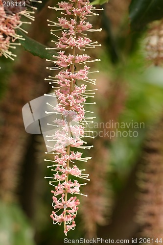 Image of Macadamia  tetraphylla