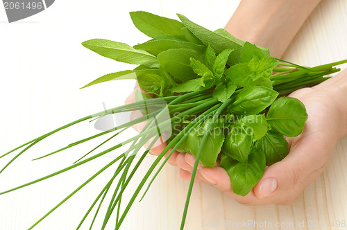 Image of Hands of young woman holding fresh herbs, basil, chive, sage