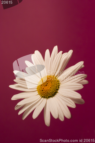 Image of Flower on a background