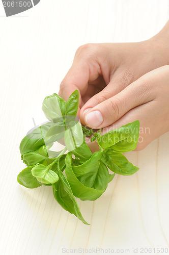 Image of Basil, hands of young woman holding fresh herbs