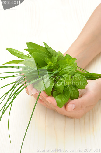 Image of Hands of young woman holding fresh herbs, basil, chive, sage