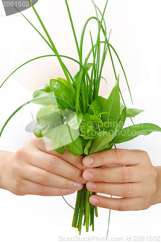 Image of Hands of young woman holding fresh herbs, basil, chive, sage