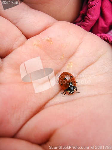 Image of small ladybird on the hand