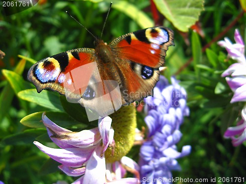 Image of The  butterfly of peacock eye on the aster