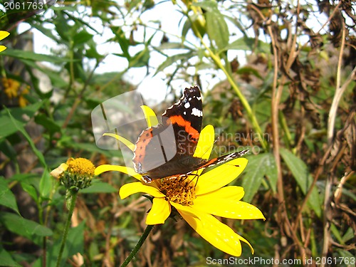 Image of The  butterfly of  vanessa atalanta on the flower