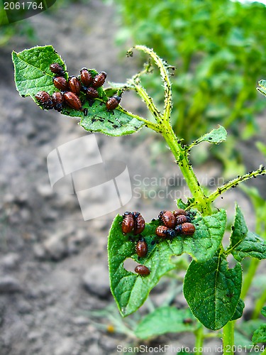 Image of colorado beetles sitting on a leaf of a potato