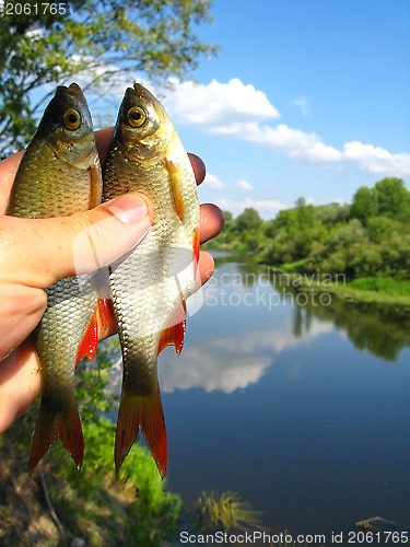 Image of two caught ruddes in a hand