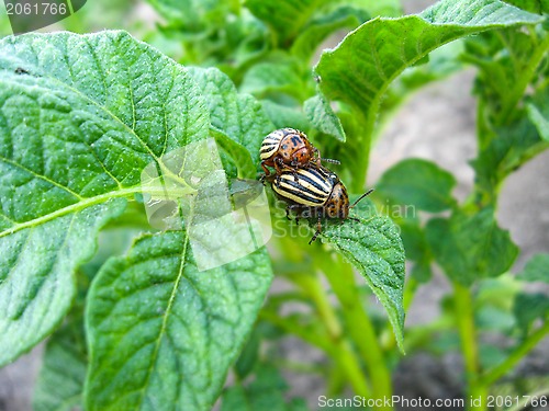 Image of a pair of colorado beetles on a leaf of a potato