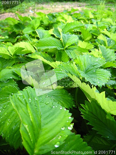 Image of Green background from leaves of a strawberry