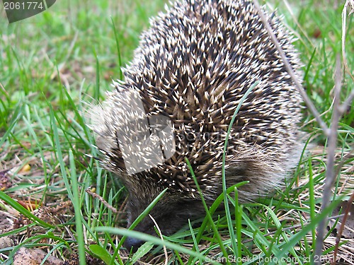 Image of The hedgehog in a grass