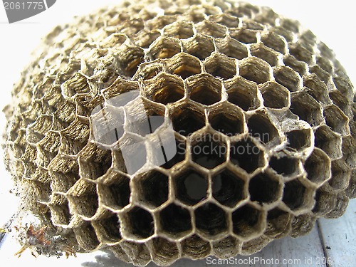 Image of the nest of wasps