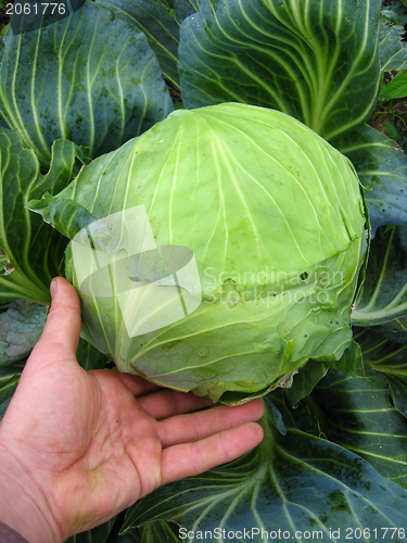Image of hand near the big head of green cabbage