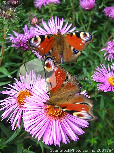 Image of butterflies of peacock eye sitting on the aster