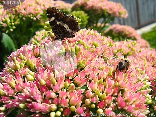 Image of butterfly and bee collecting nectar on the flower