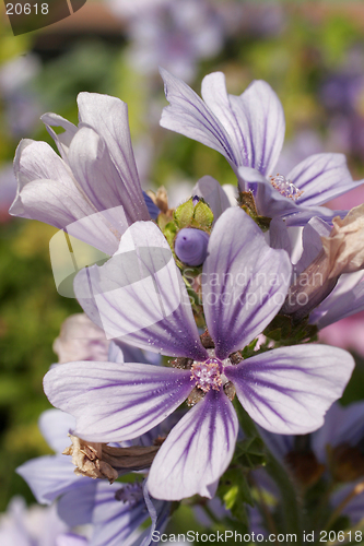 Image of Garden flowers