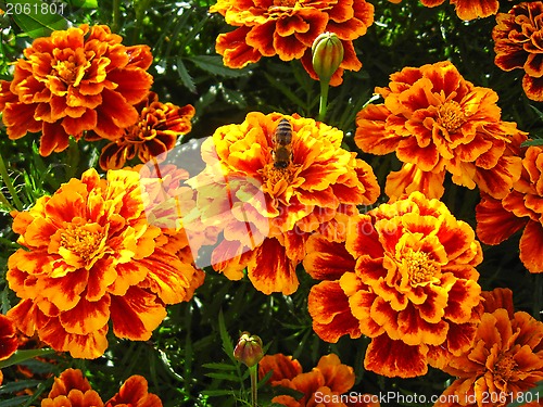 Image of beautiful flowers of tagetes