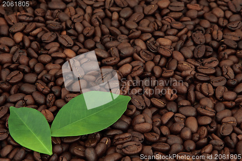 Image of Coffee Beans