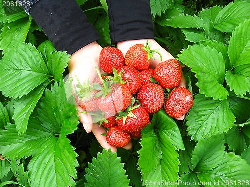 Image of Palms full of strawberries