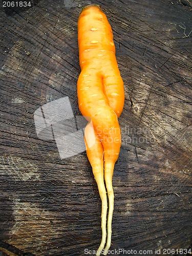 Image of Unusual carrot lying on a stub