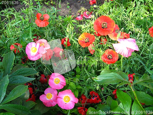 Image of beautiful red and pink flowers of a poppy